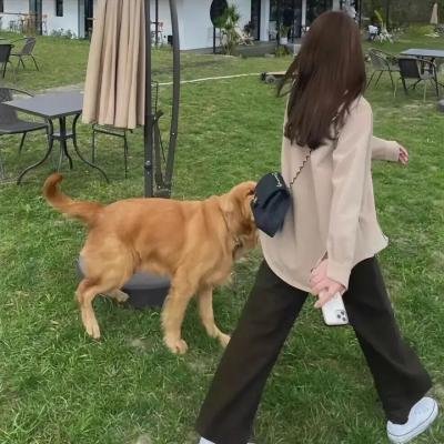 蚂蚁的袭击